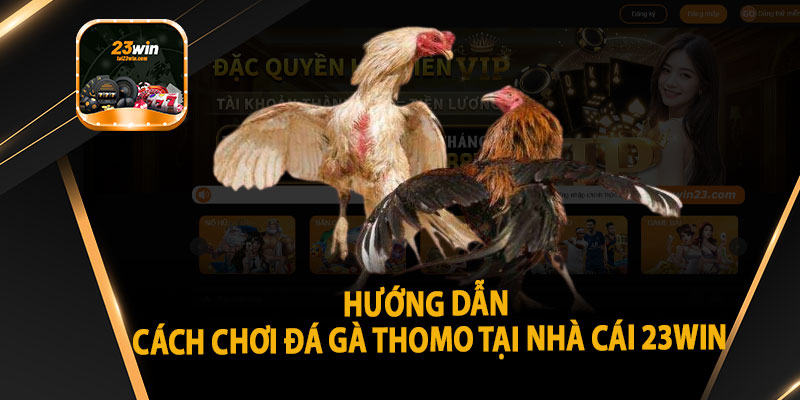 Hướng Dẫn Cách Chơi Đá Gà Thomo Tại Nhà Cái 23win
