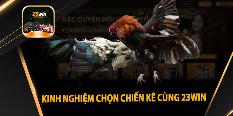 Kinh nghiệm chọn chiến kê cùng 23win